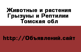 Животные и растения Грызуны и Рептилии. Томская обл.